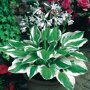 Bonte hosta